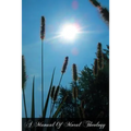 A Manual Of Moral Theology: Volume 2 For English Speaking Countries